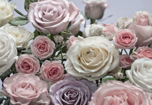 Фотообои Пепельные розы Komar 8-736 Floraison