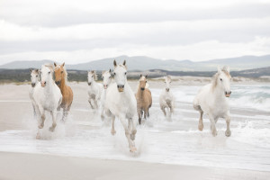 Фотообои Komar «Белые Лошади» 8-986