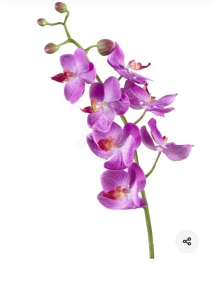 Орхидея Фалинопсис элегант.