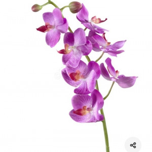Орхидея Фалинопсис элегант.