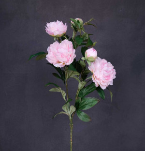 Ветка пион шелк 86см бело-розовый